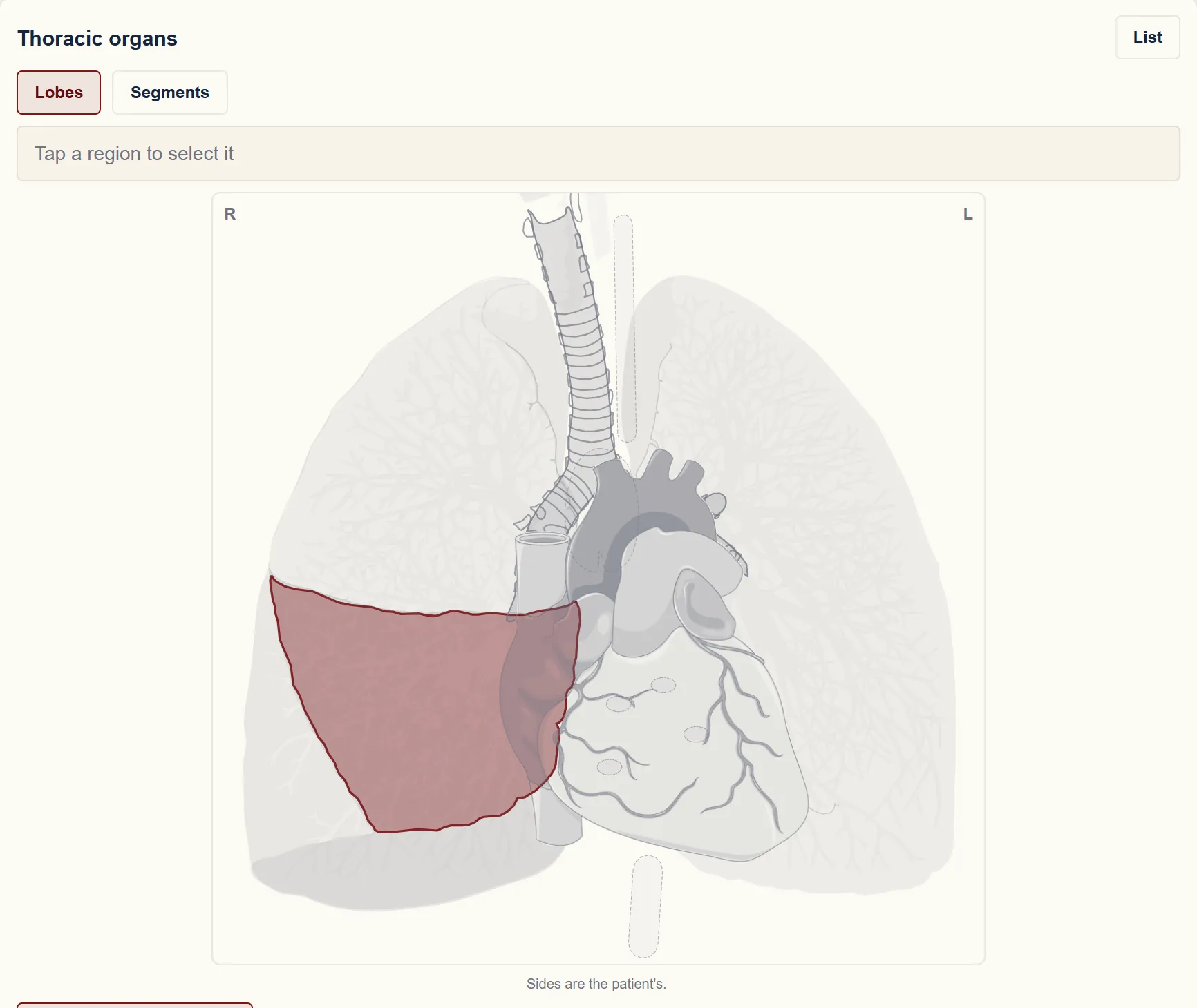 One of the anatomy charts: the thoracic organs, with the right middle lobe marked.
